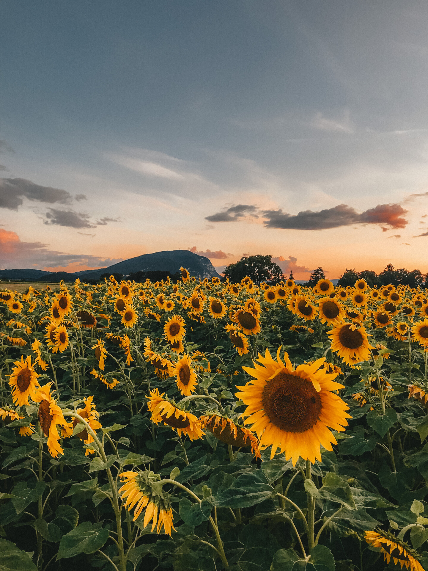 Sonnenblumenfelder