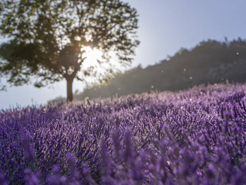 Baum und Lavendel