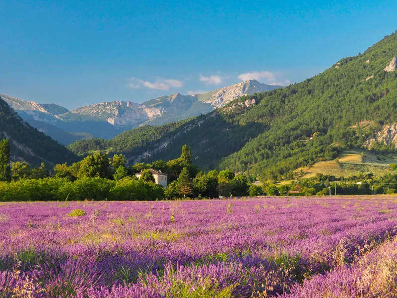 Lavendel aus dem Diois