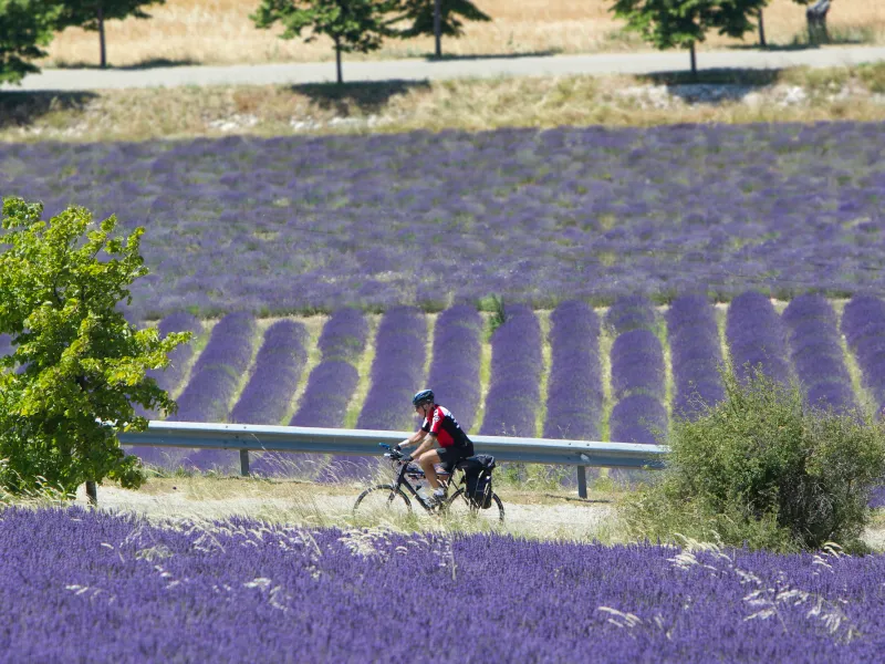 Radfahren in den Lavendelfeldern der Baronnies