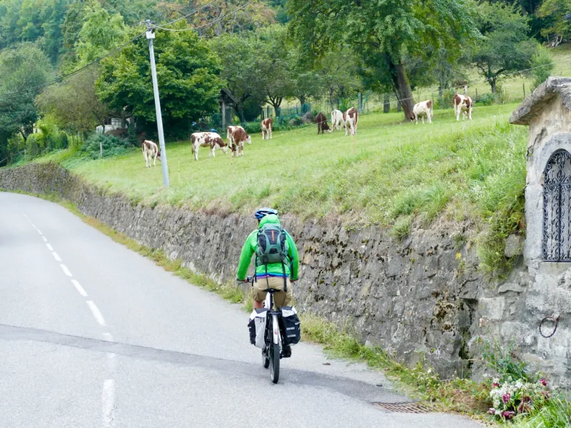 Radeln in Alm-Atmosphäre mit Kühen auf den Straßen des Chablais