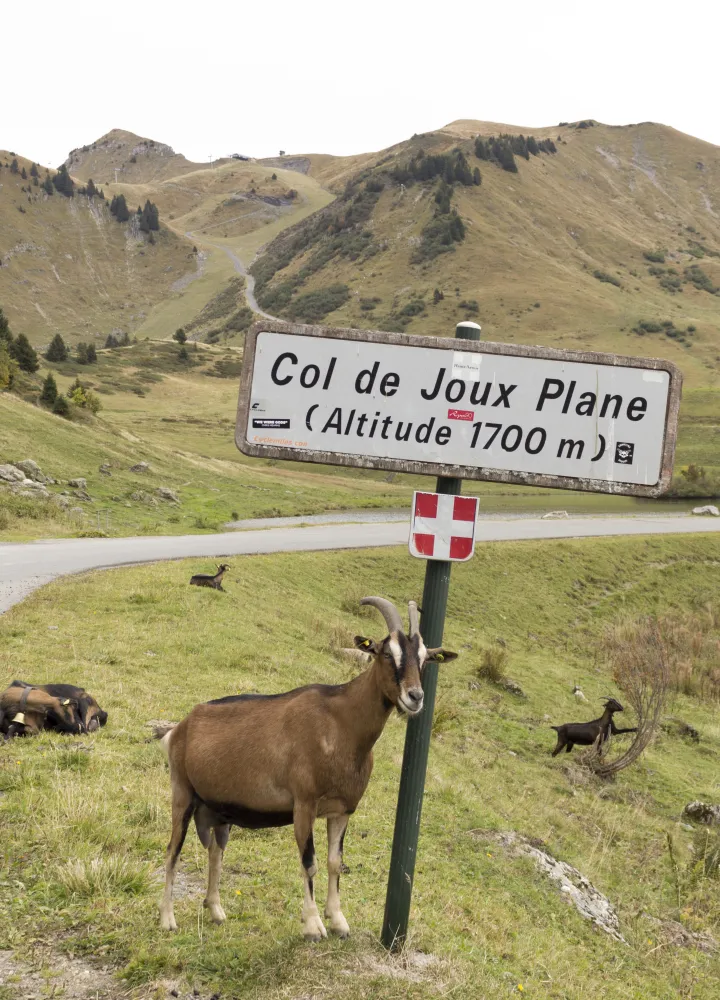 flaches Col de joux-Panel
