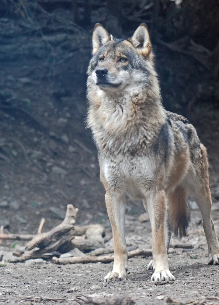 Männlicher Wolf