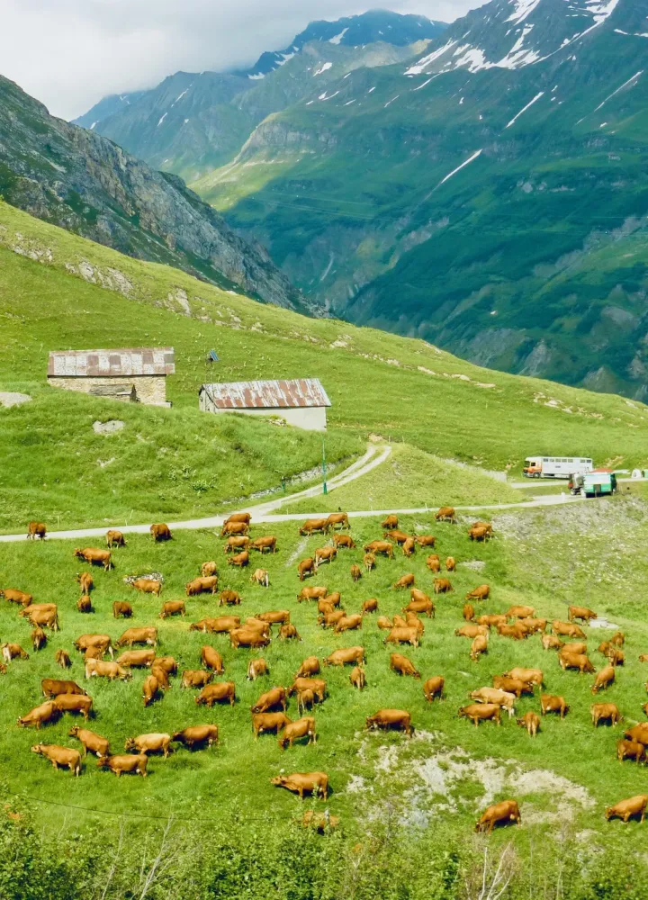 Kühe der Rasse Tarine, die in Corm Milch für den berühmten Beaufort produzieren