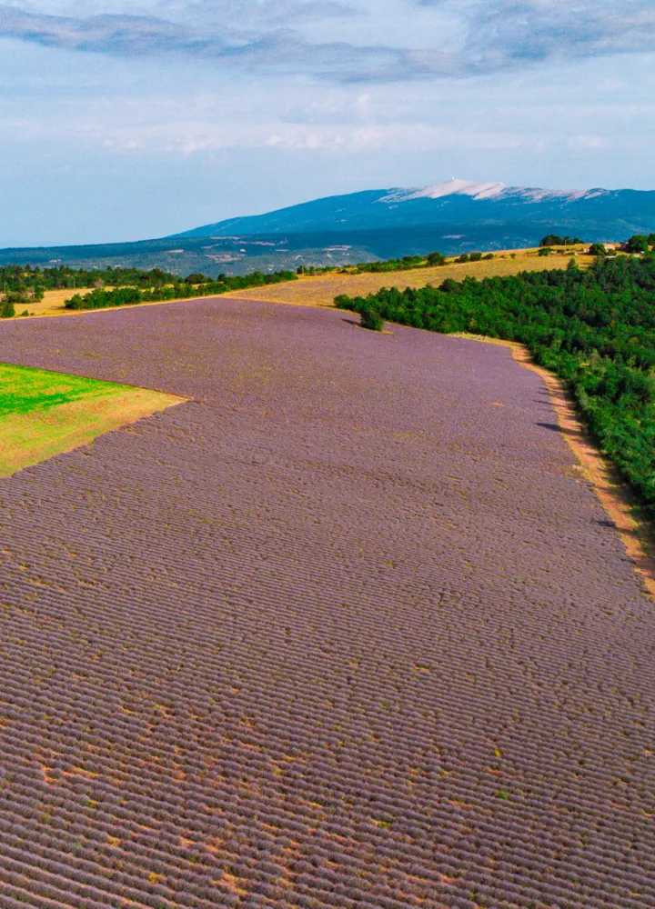 Mont Ventoux und Lavendel chmpa