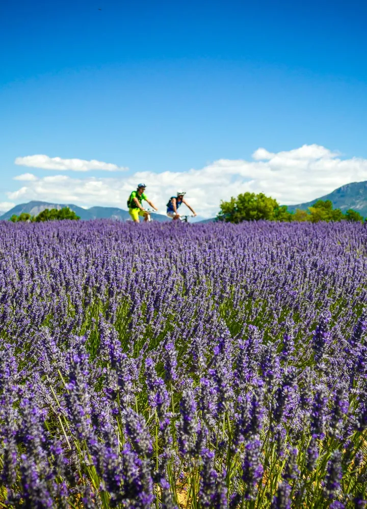 Routes de la lavande à vélo