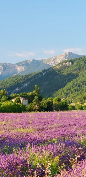 Lavendelfeld im Diois