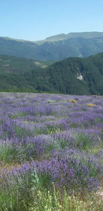 Lavendel in Valdrome LT Grandes Itinerances.jpeg