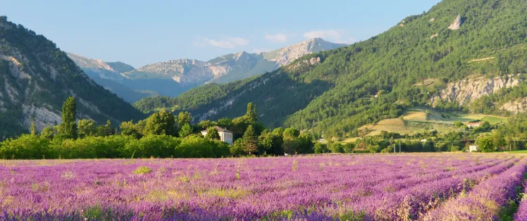 Lavendelfeld im Diois
