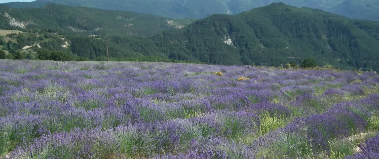 Lavendel in Valdrome LT Grandes Itinerances.jpeg