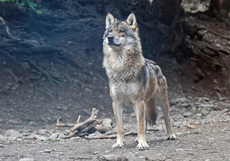 Männlicher Wolf