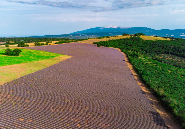 Mont Ventoux und Lavendel chmpa