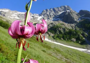 Lis martagon auf dem Hintergrund von Sirac beim Aufstieg nach Chabourneou für die Steinbockzählung