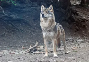 Männlicher Wolf