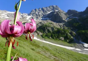 Martagon-Lilie auf dem Hintergrund von Sirac beim Aufstieg nach Chabournéou