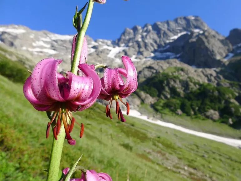 Lis martagon auf dem Hintergrund von Sirac beim Aufstieg nach Chabourneou für die Steinbockzählung