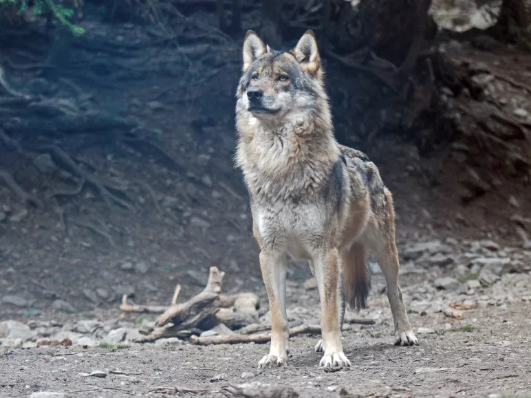 Männlicher Wolf